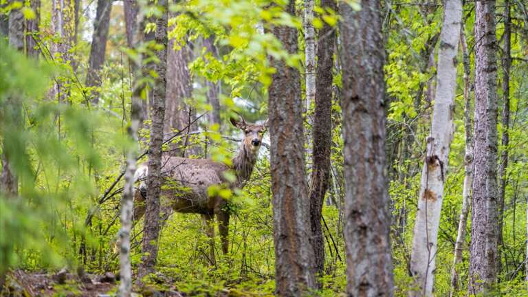 This home is surrounded by woods and wildlife so we ask all guest to please remain diligent of your surroundings.