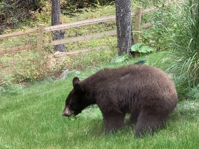 This home is surrounded by woods and wildlife so we ask all guest to please remain diligent of your surroundings.