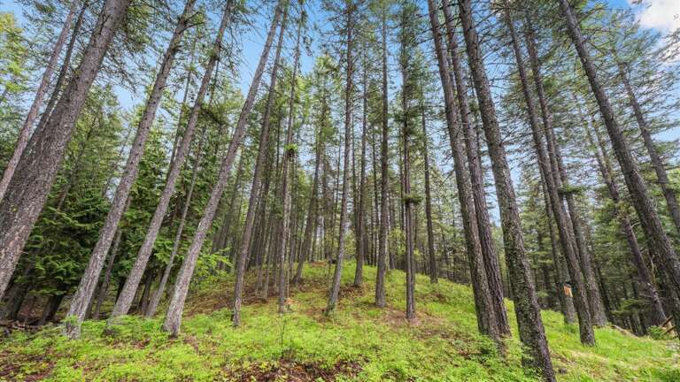 This home is surrounded by woods and wildlife so we ask all guest to please remain diligent of your surroundings.