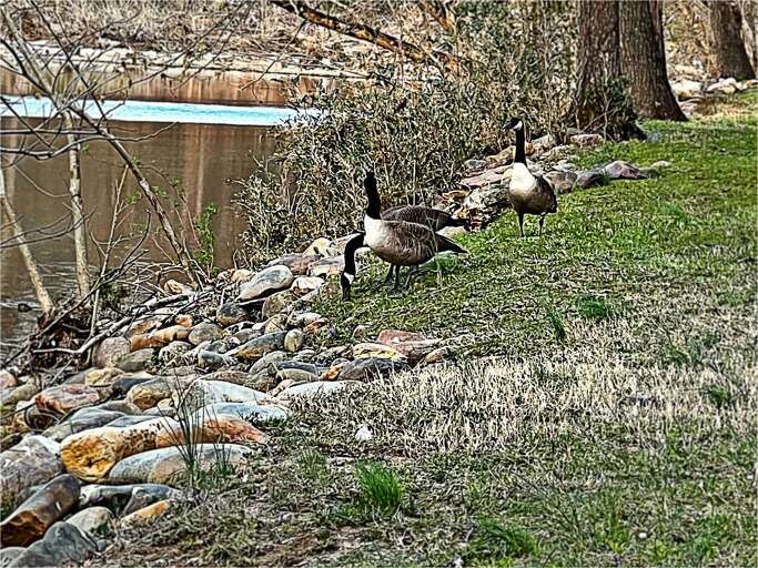Just steps to the walkways along the Little Pigeon River