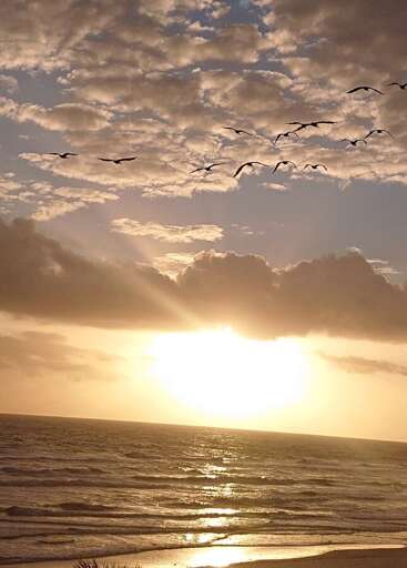 Smyrna Beach Club 307