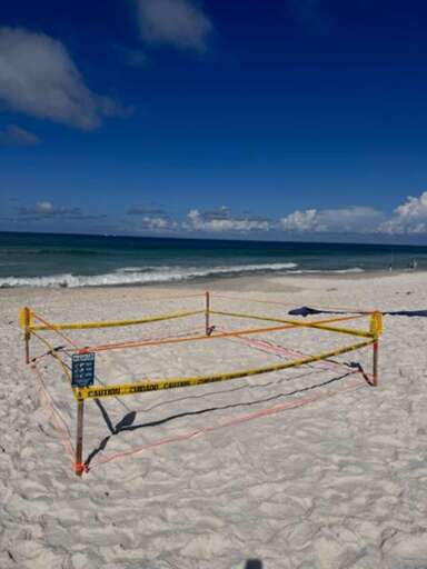 Turtle Nest In Front Of The House, Beachside, Will Hatch Soon Turtle Nest In Front Of The House, Beachside, Will Hatch Soon