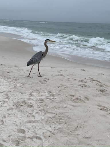 Please don't feed our family beach mascot!