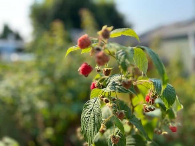Raspberries are one of many fruits growing on the property. Raspberries are one of many fruits growing on the property.
