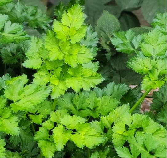 Fresh and fragrant mint leaves!   The perfect touch of green for your kitchen. Fresh and fragrant mint leaves!   The perfect touch of green for your kitchen.
