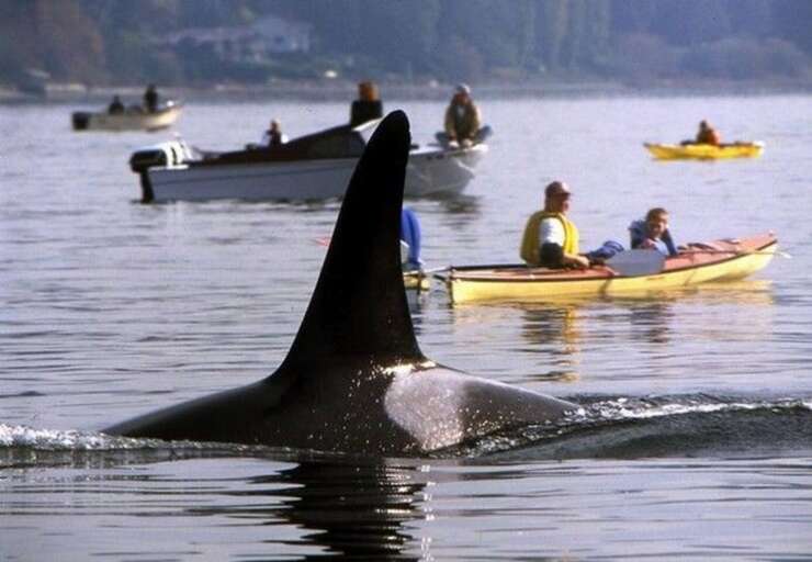 Whales, seals, and fish...Oh my! Boating and kayaking in Puget Sound is a sight-seeing adventure!