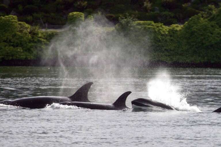 What is the best month to see the whales? – Peak season is considered the summer months of mid-June through early September. During this time, tours see whales (orcas, humpbacks and/or minke) over 90% of the time. There are whales here year round.