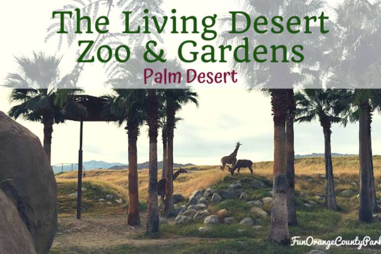 Get wild at the Palm Springs Zoo!  Explore this charming, family-friendly zoo with fascinating animals and beautiful gardens. A perfect day out for animal lovers and kids alike—don’t forget your camera for some unforgettable memories!  Get wild at the Palm Springs Zoo!  Explore this charming, family-friendly zoo with fascinating animals and beautiful gardens. A perfect day out for animal lovers and kids alike—don’t forget your camera for some unforgettable memories!