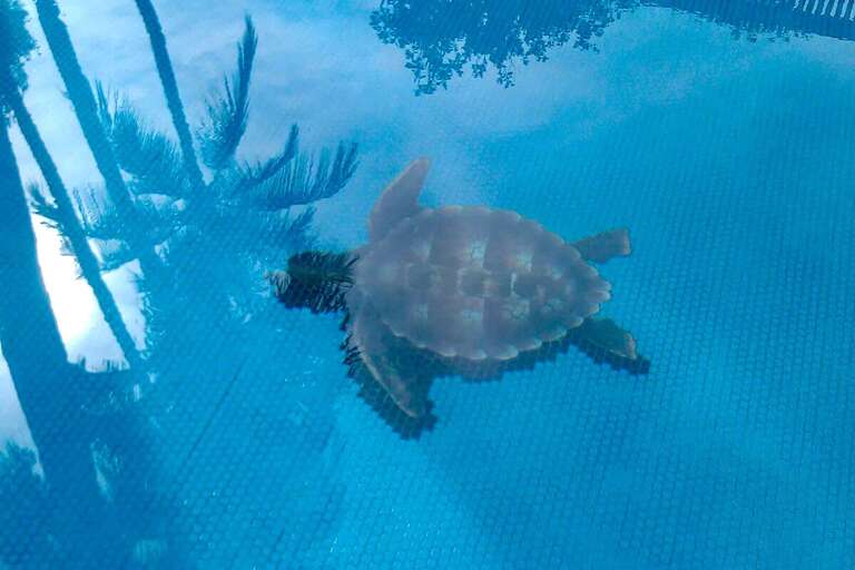 Sea Turtle Swimming In Serene Pool, Shadow Of Palm Leaves Visible