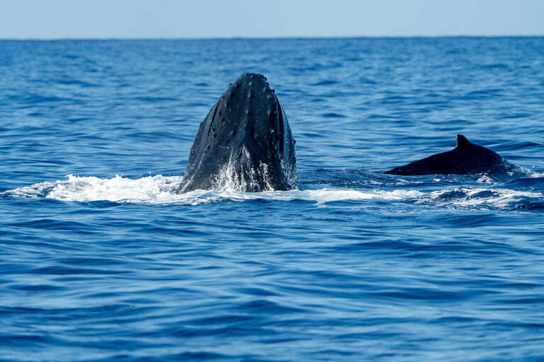 Whale Breaches Beside Silky Sea Surface, Companion Cruising Close