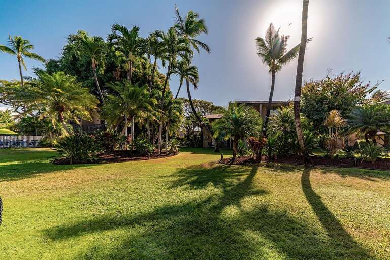 Watch the sunrise through the swaying palm trees.
