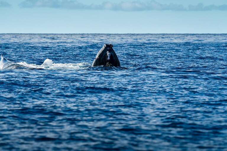 Humpback Whale Head Breaches Blue Ocean