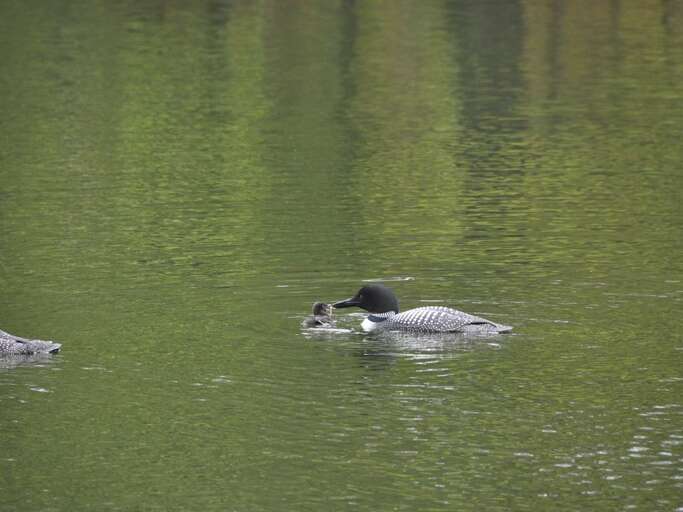 Loon Feeding Chick Just Off the Dock.