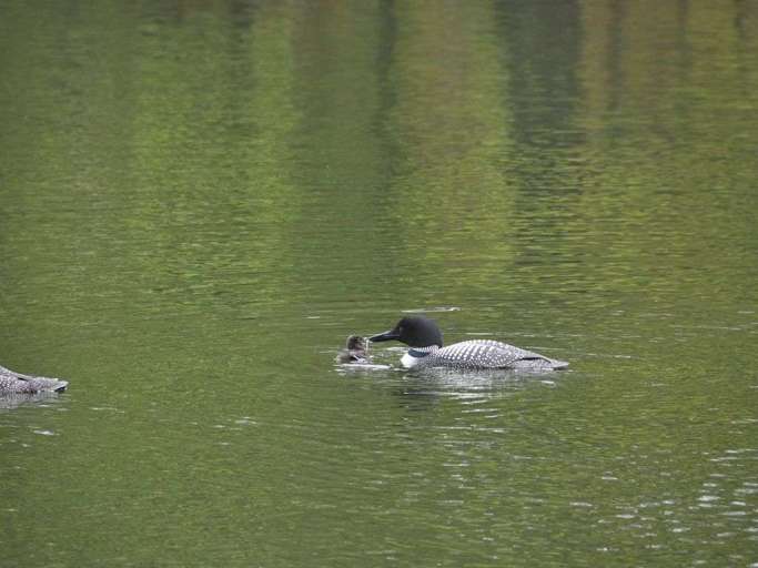Loon Feeding Chick Just Off the Dock. Loon Feeding Chick Just Off the Dock.