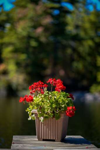 Flowers on the Deck  Enjoying the Sunshine.