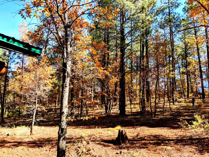 1 acre to explore, surrounded by tall pines