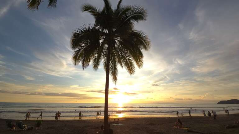 Beach Palm Jaco