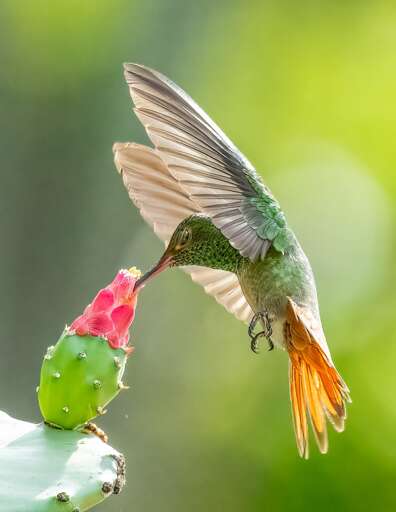 Garden Humming birds