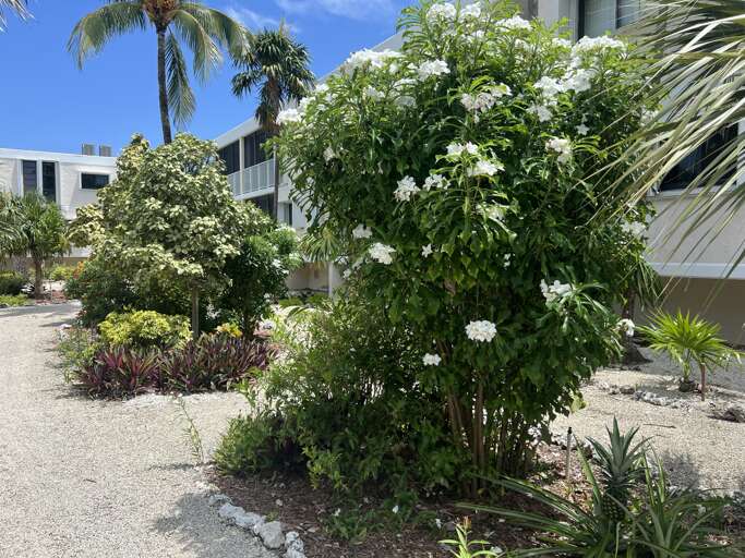 Stroll through the lush, tropical garden at the Royal Plum Club Condominiums