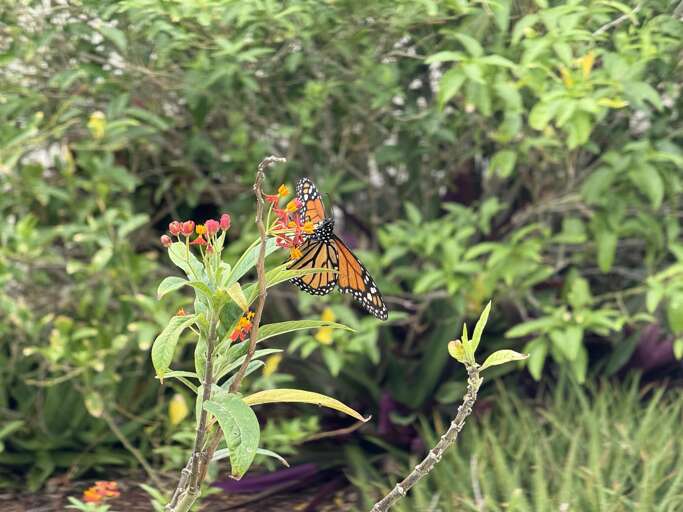 Stroll through the lush, tropical garden at the Royal Plum Club Condominiums