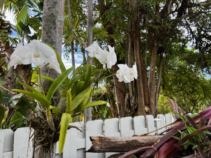 Lush tropical yard with blooming orchids Lush tropical yard with blooming orchids