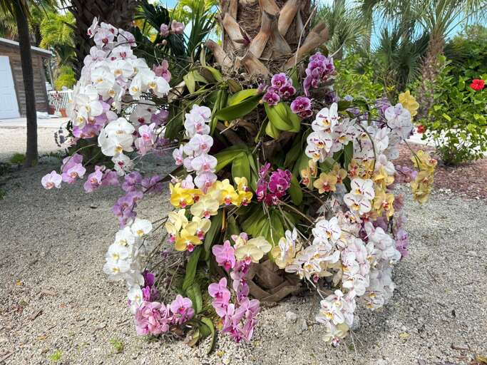 Stroll through the lush, tropical garden at the Royal Plum Club Condominiums