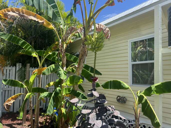 Banana Tree