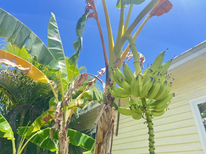 Banana Tree