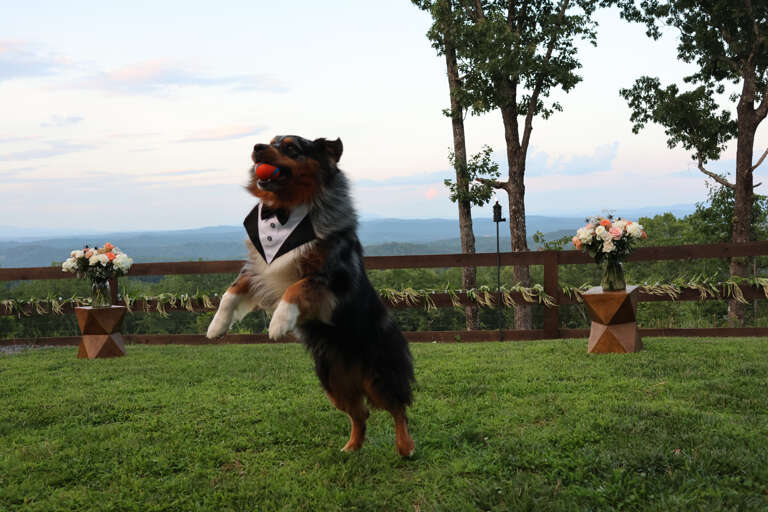 Forever starts here, with wagging tails and happy hearts.  