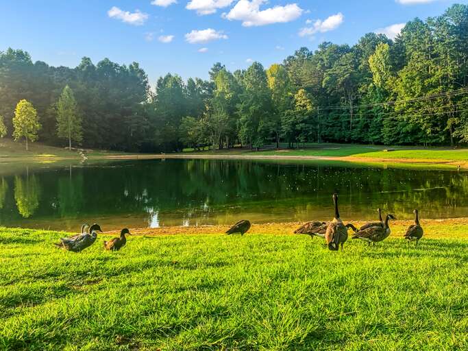 Always save your day old bread for feeding the ducks 