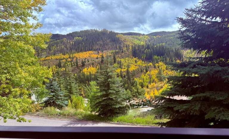 Forest Foliage Framing A Hilly Horizon