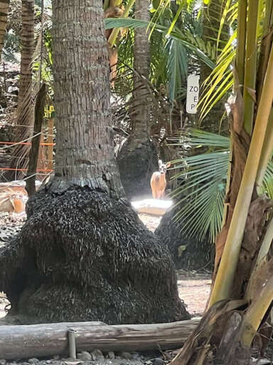 Local wildlife at nearby Tortuga Island.