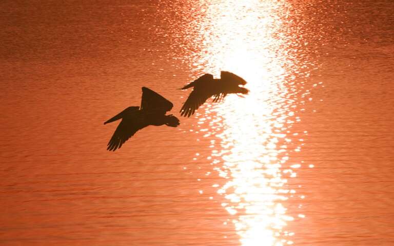 Wildlife Views