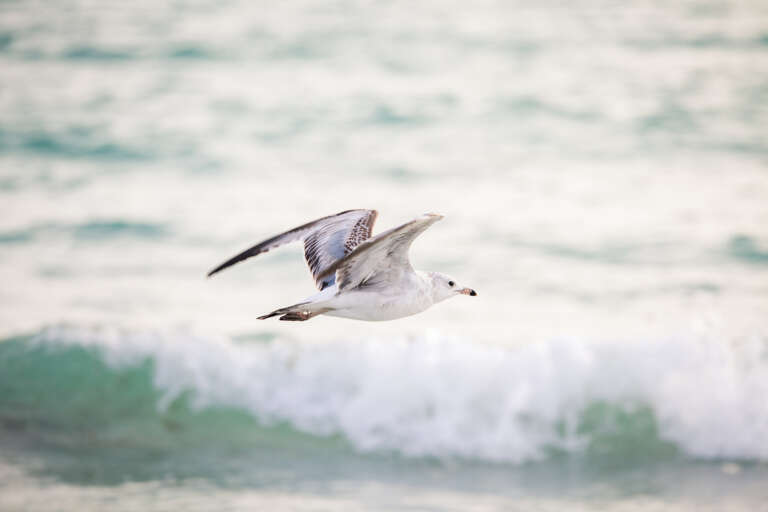 The Shaded Sanctuary - Siesta Key Luxury Rental Properties