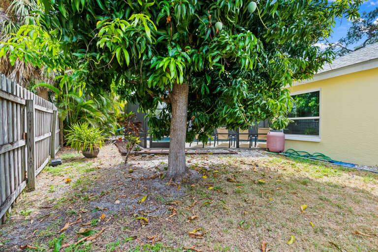 Mango Tree