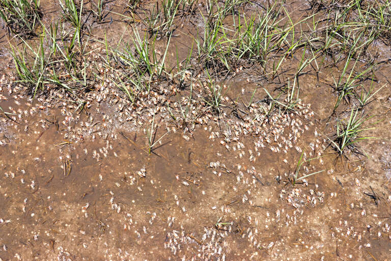 Thousands of Fiddler Crabs in St. Joe Bay