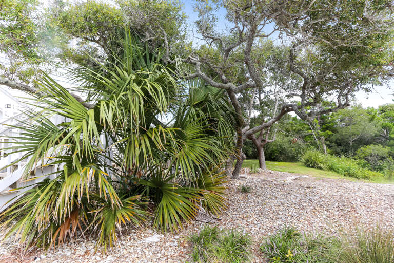 Cool Vegetation