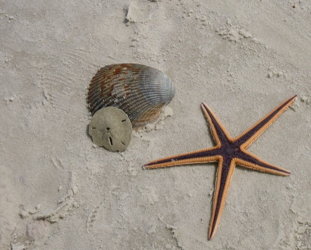 Shelling Shelling