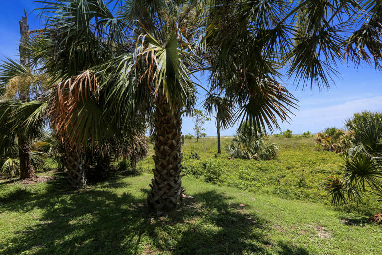 View from Ground Level