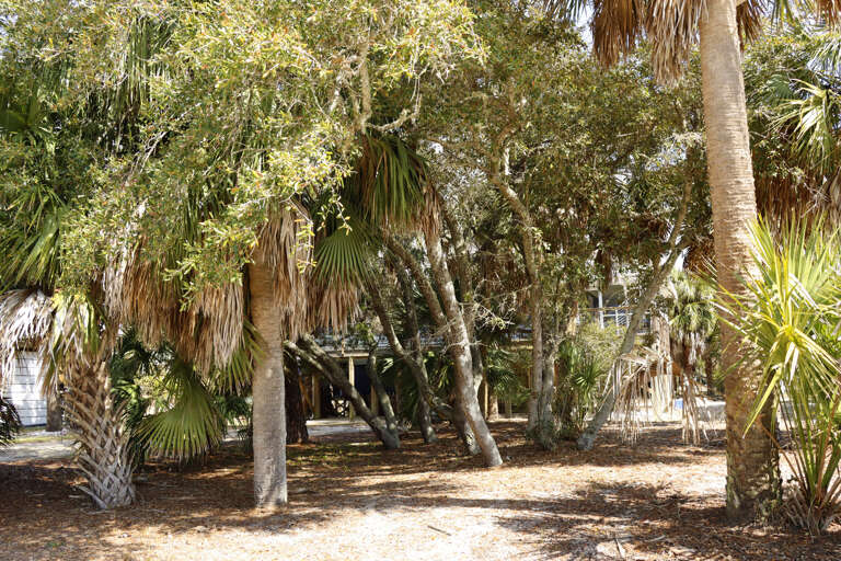 Natural Vegetation in Front Yard