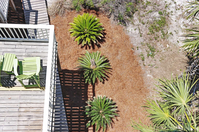 Three Palms