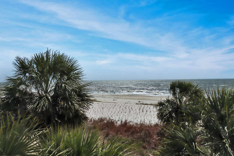 Native Palms on Indian Pass