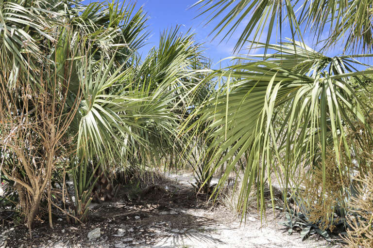 Natural Palms and Beach Walkway