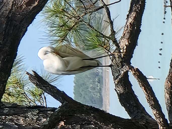 Wildlife around the home
