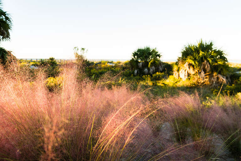 Natural Vegetation