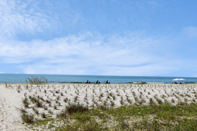 New Growth on Sand Dune