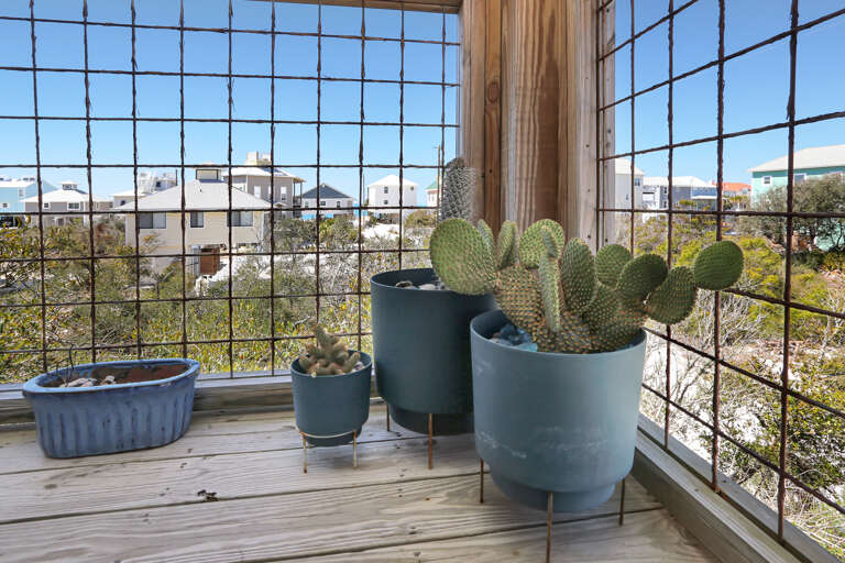 Porch Cactuses