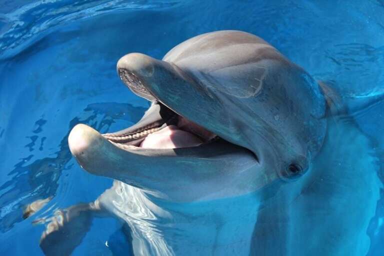 ATTRACTIONS NEAR WATERS EDGE RESORT: Live Dolphin Shows at The Gulfarium on Okaloosa Island Recommended by Sunset Resort Rentals Vacation Rentals