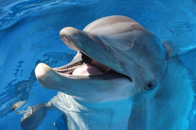 NEARBY ATTRACTIONS Live Dolphin Shows at The Gulfarium on Okaloosa Island Recommended by Sunset Resort Rentals Vacation Rentals