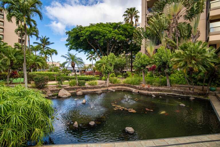 Koi Pond with Black-Crowned Night Heron Appearances